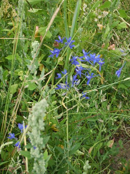 »Blaublütler«