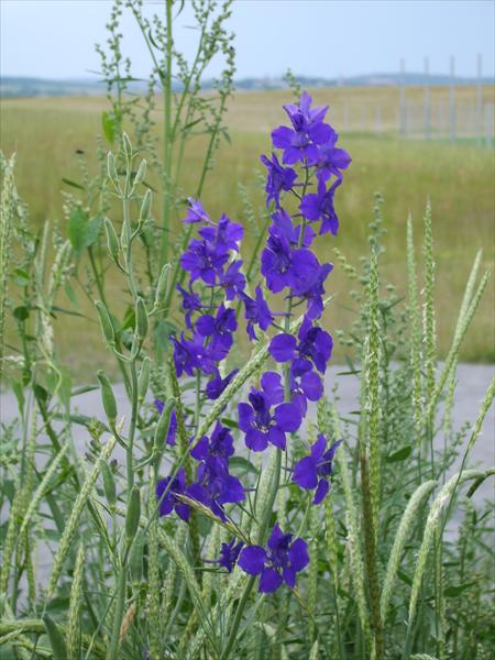 Noch ein »Blaublütler«