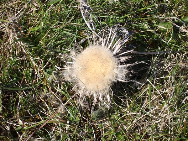 Zwischendrin eine Silberdistel