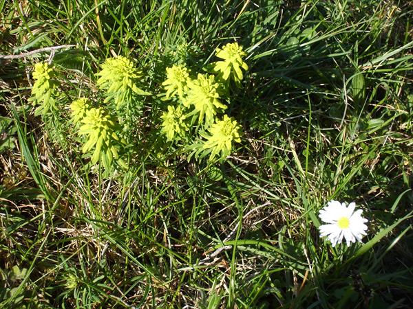 Andere Gelbe neben Gänseblümchen