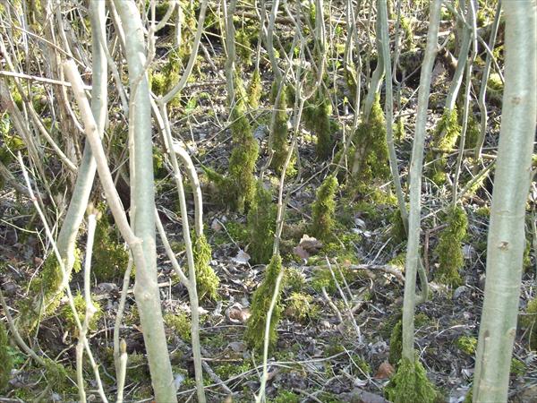 passieren die »Torwächter« der Heide …