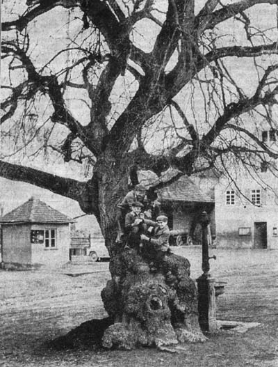 Die Dorflinde als Kletterbaum für die Jugend